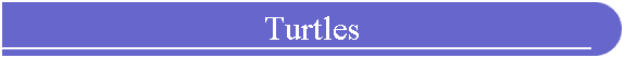 Turtles